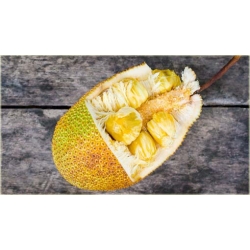 Nasiona Dżakfrut jackfruit drzewo bochenkowe chlebowiec różnolistny